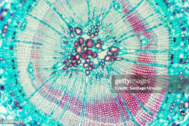 microscopic view of stem of wood dicotyledon - laboratorio chimico molecola foto e immagini stock