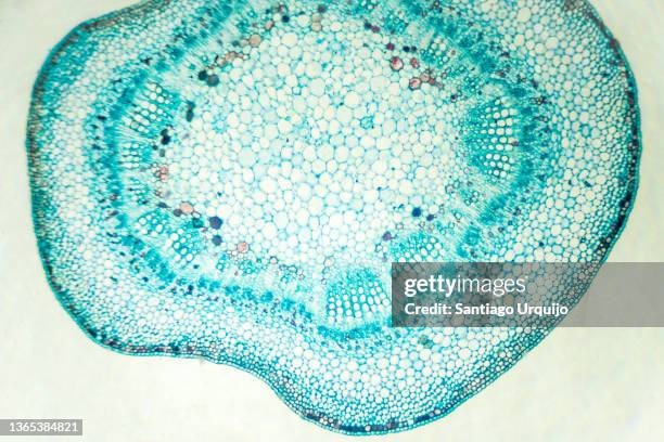 microscopic view of stem of cotton - plant cell stockfoto's en -beelden
