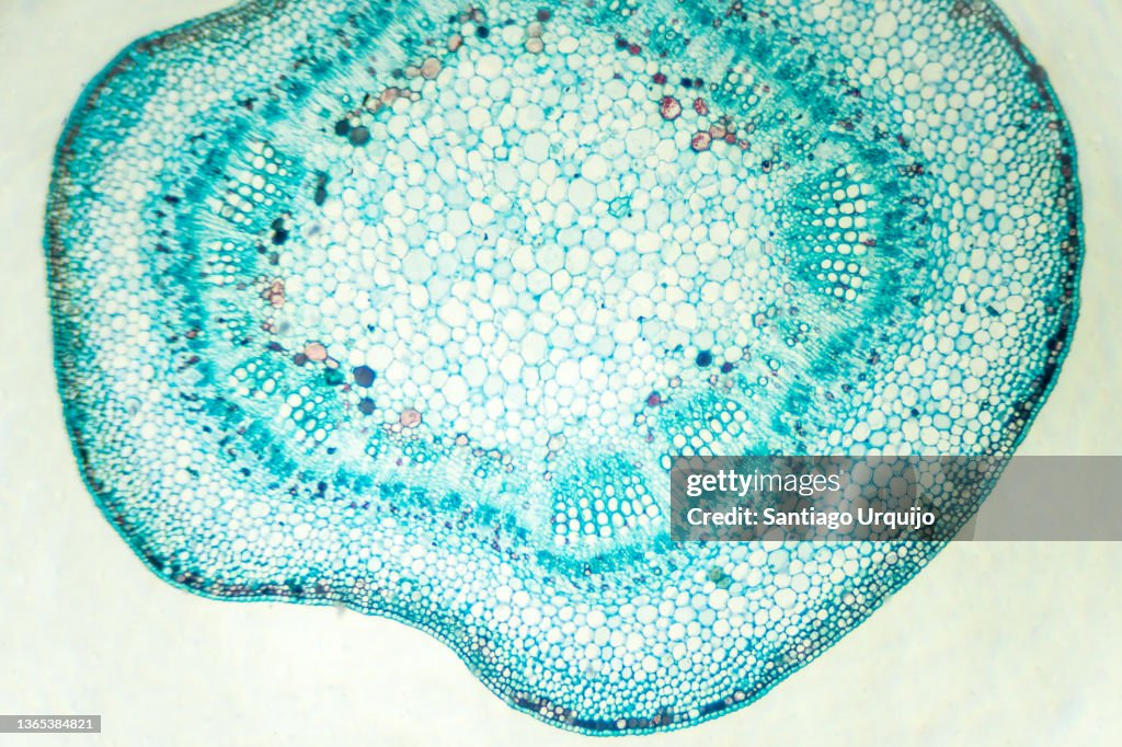 Microscopic view of stem of cotton