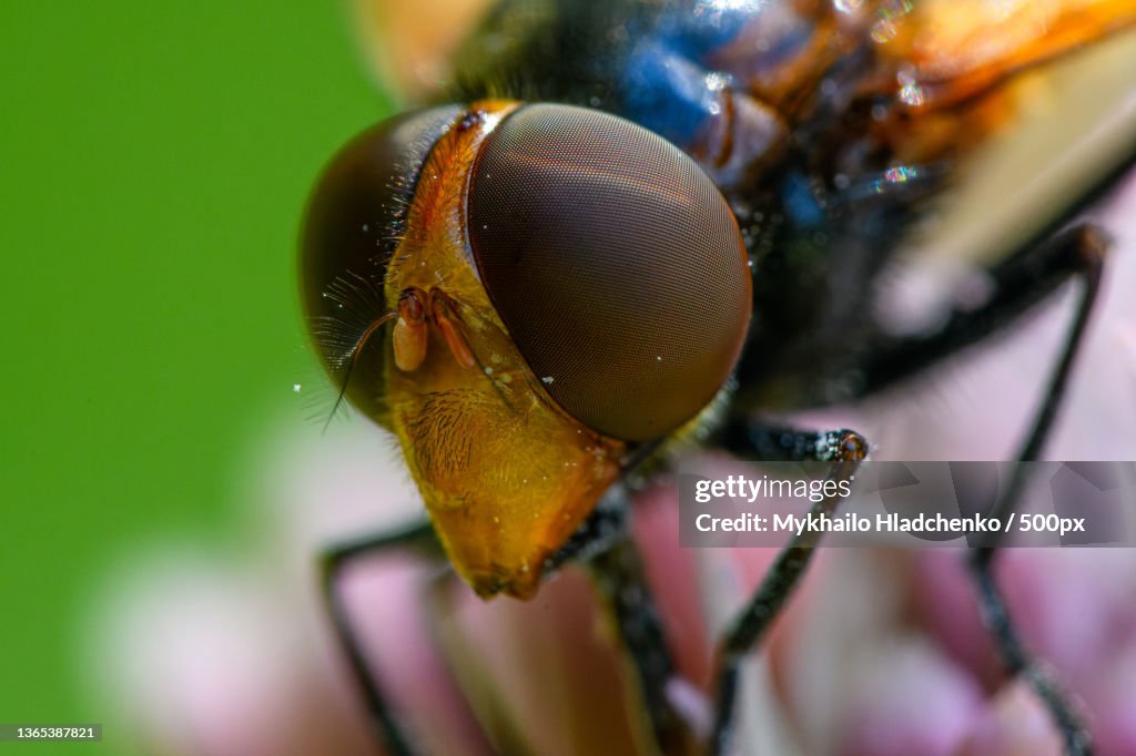 Great mustaches of Volucella pellucens,Close-up of insect on plant,Zakarpattia,Ukraine