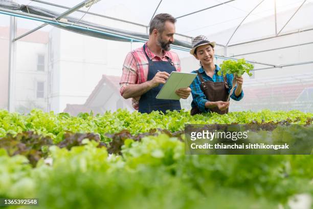 two greenhouse workers inspecting plants, using digital tablet in greenhouse plantation. - green economy foto e immagini stock
