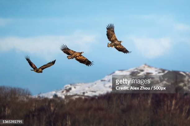 sea eagle in winter,low angle view of birds flying against sky,sweden - golden eagle stock pictures, royalty-free photos & images