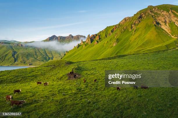 wild cattle of umnak - aleutian islands stock pictures, royalty-free photos & images