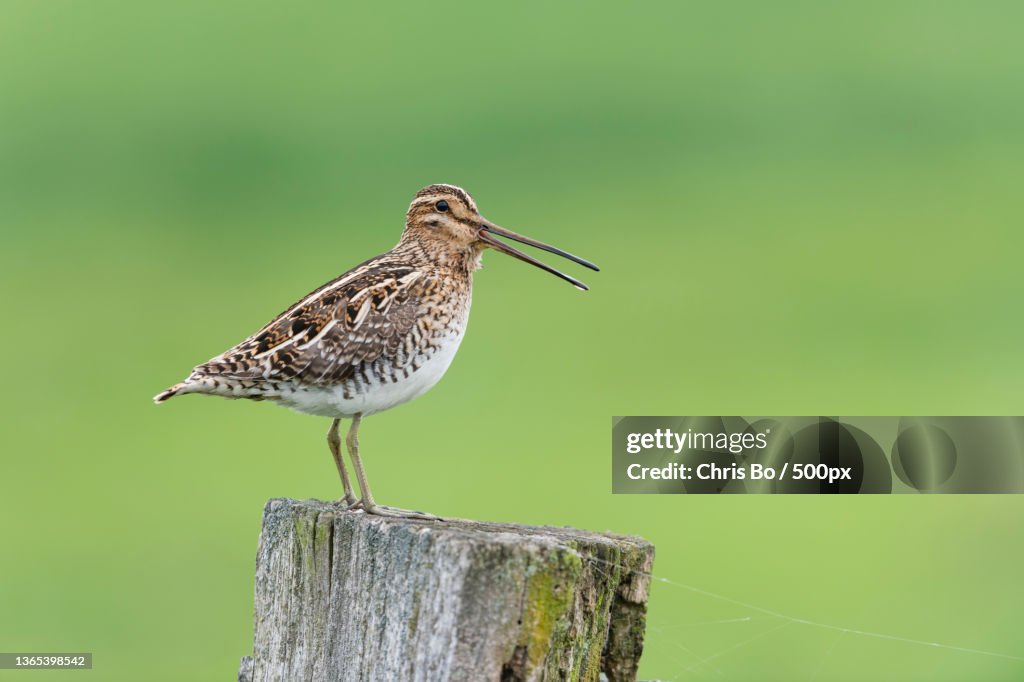 Bekassine,Gallinago gallinago,Common Snipe,Close-up of snipe perching on wooden post
