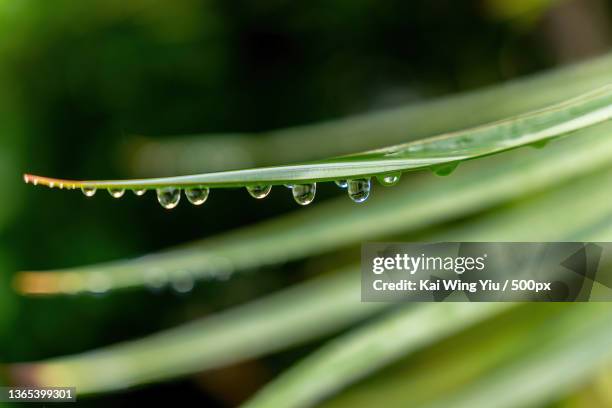 the water drops,close-up of water drops on leaf,sydney,new south wales,australia - nature shallow depth of field stock pictures, royalty-free photos & images