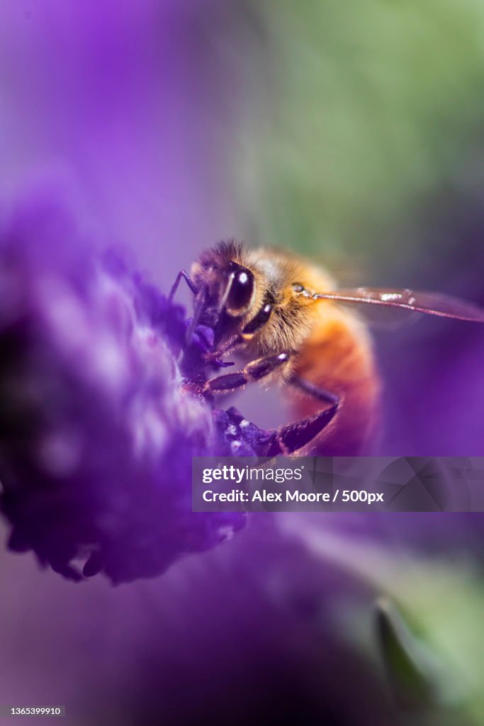 Close-up of bee pollinating on purple flower