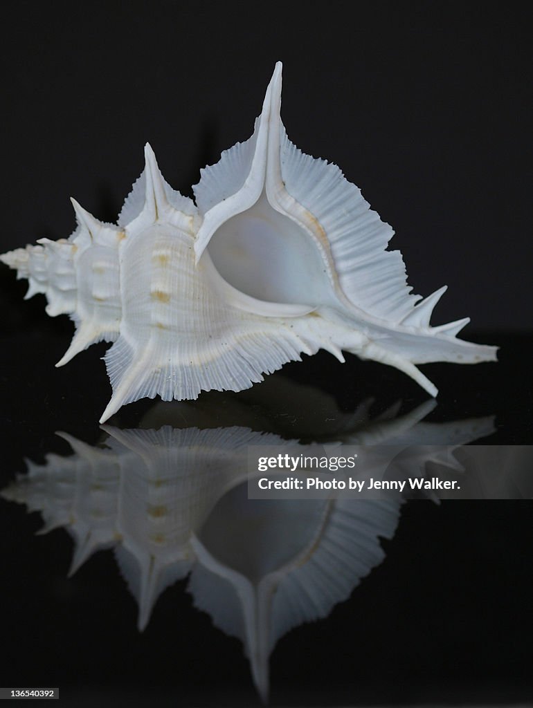 Alabaster Murex shell