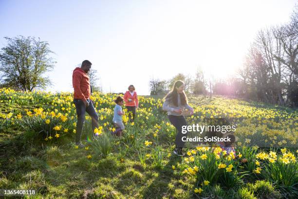 easter egg hunting - extended family outdoors spring stock pictures, royalty-free photos & images