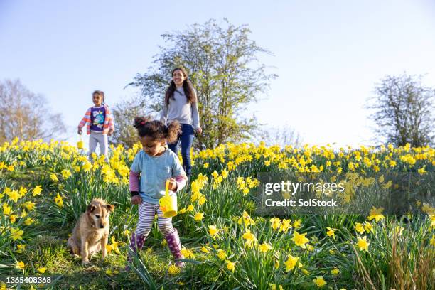 suche ostern eier - easter egg hunt stock-fotos und bilder