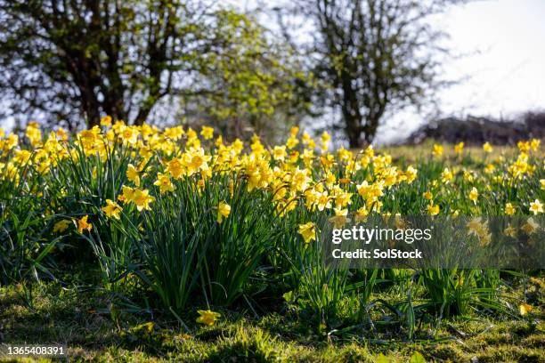 field of daffodils - daffodil field stock pictures, royalty-free photos & images