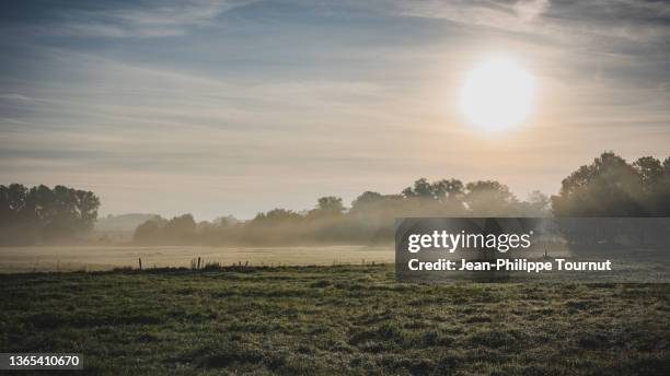 sunny morning in the bavarian countryside, germany - dew bildbanksfoton och bilder