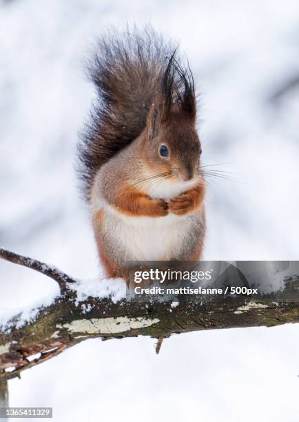 may i have a request,low angle view of american red squirrel on snow covered field - american red squirrel stock pictures, royalty-free photos & images