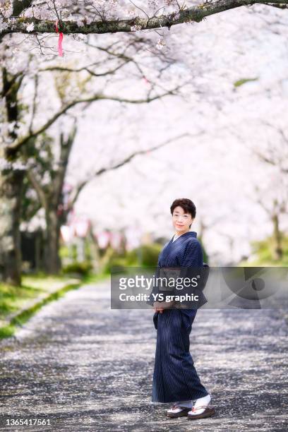 senior woman in kimono enjoying cherry blossom viewing - hanami bildbanksfoton och bilder