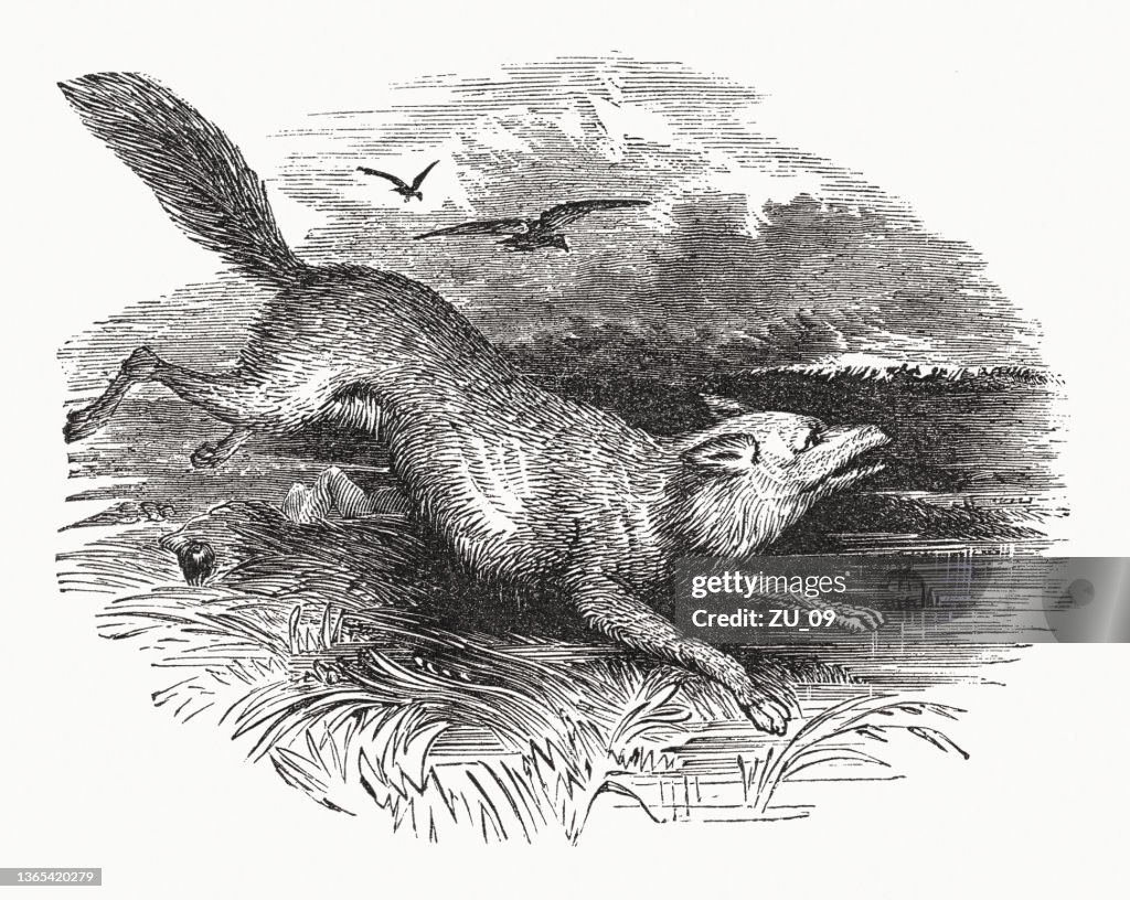 Arabian wolf (Canis lupus arabs), wood engraving, published in 1862