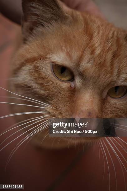 Rou Shi Photos and Premium High Res Pictures - Getty Images