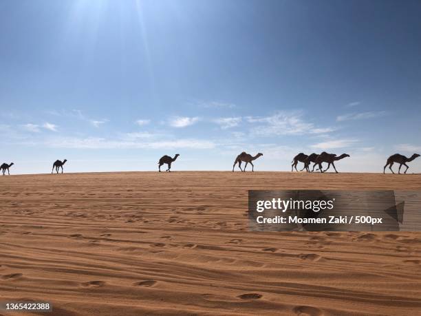 camels parade - saudi arabia,people on camels against sky,riyadh,saudi arabia - er riad stock pictures, royalty-free photos & images