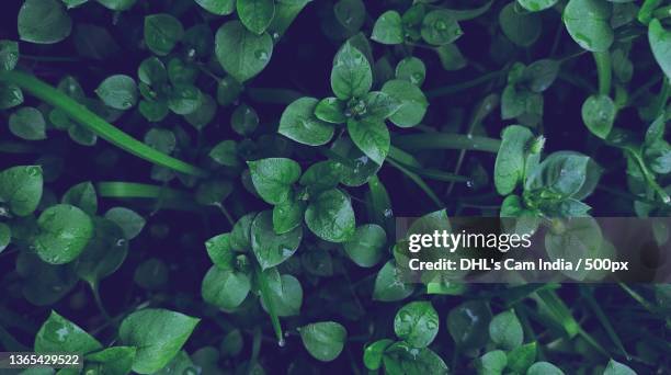 full frame shot of wet plants,saharanpur,uttar pradesh,india - dhl stock pictures, royalty-free photos & images