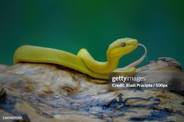 babby yellow snake,close-up of viper on rock,bekasi,indonesia - java oeste imagens e fotografias de stock