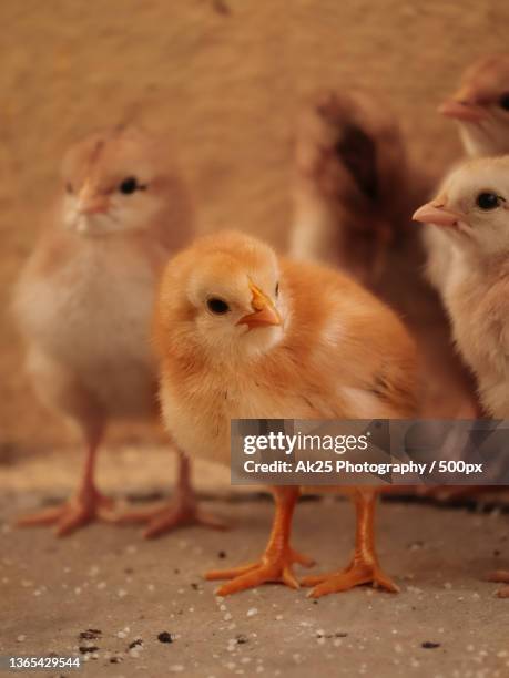 photo of a baby chicks,close-up of birds,india - hen stock pictures, royalty-free photos & images