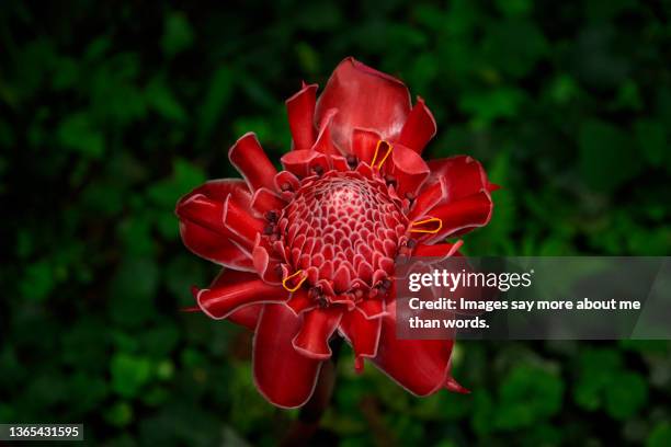 270 fotografias e imagens de Rosa De Porcelana - Getty Images 270 fotografias e imagens de Rosa De Porcelana - Getty Images