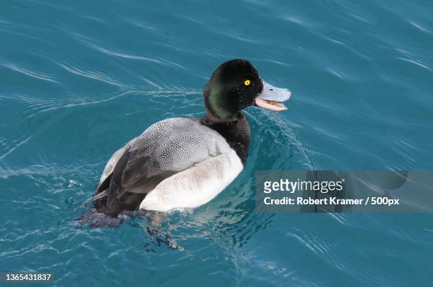 greater scaup,high angle view of sea duck swimming on lake,united states,usa - aythyinae stock pictures, royalty-free photos & images