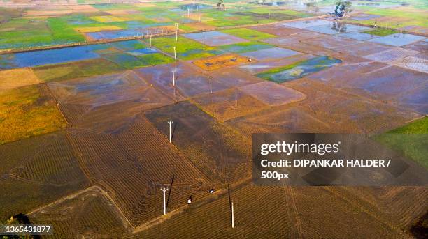 photos taken during the start of paddy cultivation at west bengal,west bengal,india - better rural india stock-fotos und bilder