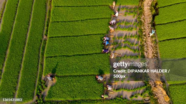 photos taken during the start of paddy cultivation at west bengal,india - better rural india stock-fotos und bilder