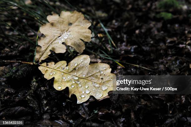 nasse eichelblaetter wet acorn leaves,close-up of wet leaves on field during rainy season,germany - schwarz farbe fotografías e imágenes de stock