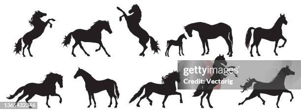 set von pferden silhouette - stallion stock-grafiken, -clipart, -cartoons und -symbole