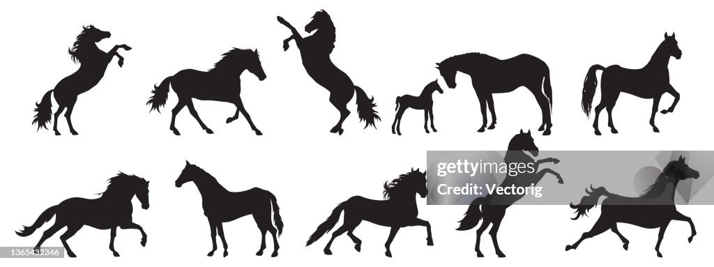 Set di silhouette di cavalli