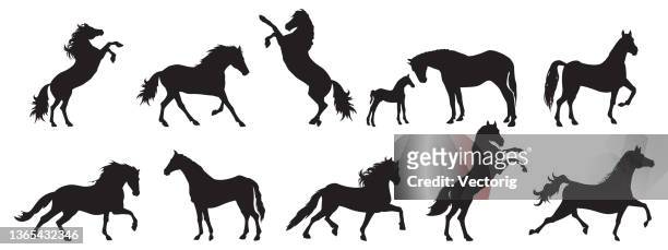 馬のシルエットのセット - 野生馬点のイラスト素材／クリップアート素材／マンガ素材／アイコン素材
