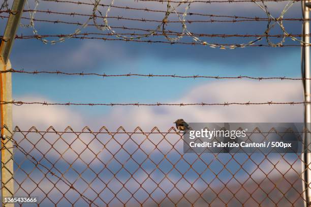 decidere,se partire o restare,low angle view of chainlink fence against sky - partire stock pictures, royalty-free photos & images
