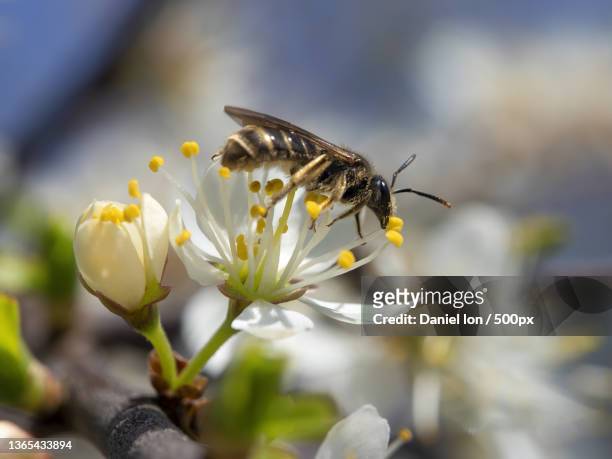 bee,close-up of bee on flower - symbiotic relationship stock-fotos und bilder