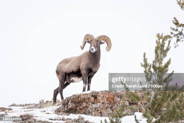king of the ridge,low angle view of goat standing on rock against sky,yellowstone national park,united states,usa - ram stock pictures, royalty-free photos & images