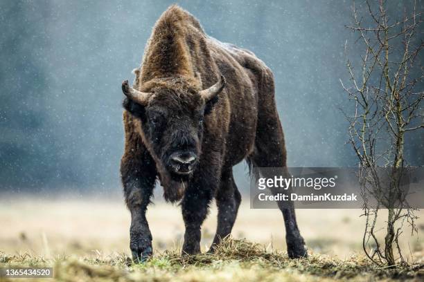 bisonte europeo (bison bonasus) - soltanto un animale foto e immagini stock