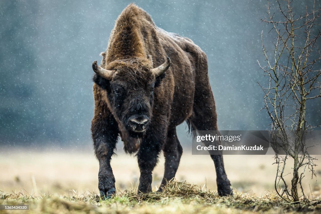 European bison (Bison bonasus)