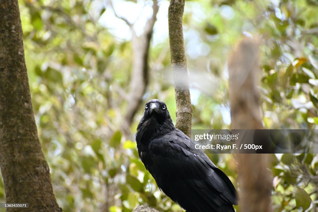 Close-up of Australian raven perching on tree