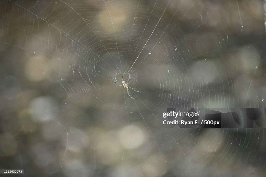 Orb Weaver spider web,Close-up of spider web