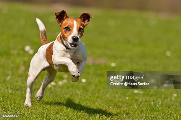 jack russel jumping - jack russel photos et images de collection