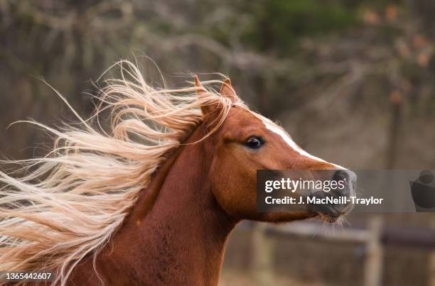 flowing mane - arab horse bildbanksfoton och bilder