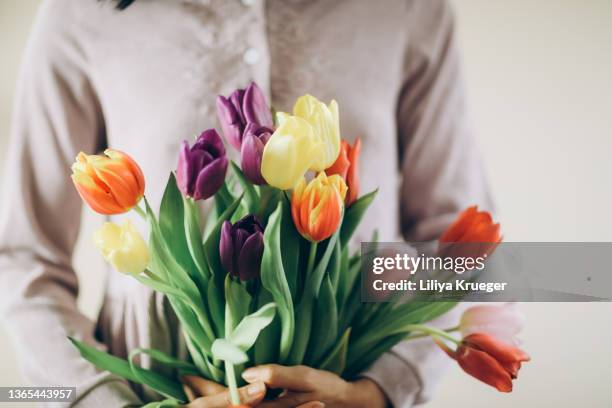 female hands hold a lot of tulips. - bunches stock-fotos und bilder