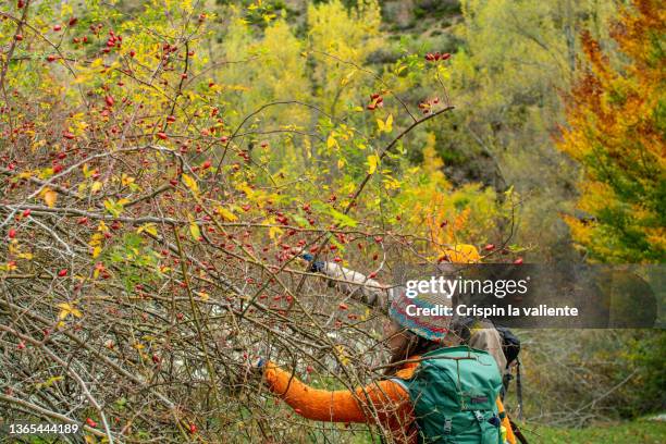 couple picking rose hips from rosa canina (wild rose), sustainable lifestyle - ca nina stock pictures, royalty-free photos & images