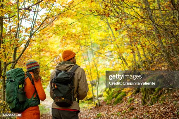 young couple hikers taking a walk through a beech forest with yellow and orange colors in autumn - beech tree stock pictures, royalty-free photos & images