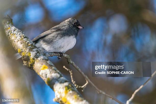 junco ardoisé - jenco stock pictures, royalty-free photos & images