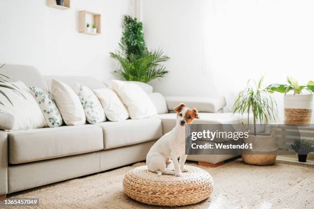 jack russell terrier dog sitting on ottoman stool in living room - hund nicht mensch stock-fotos und bilder