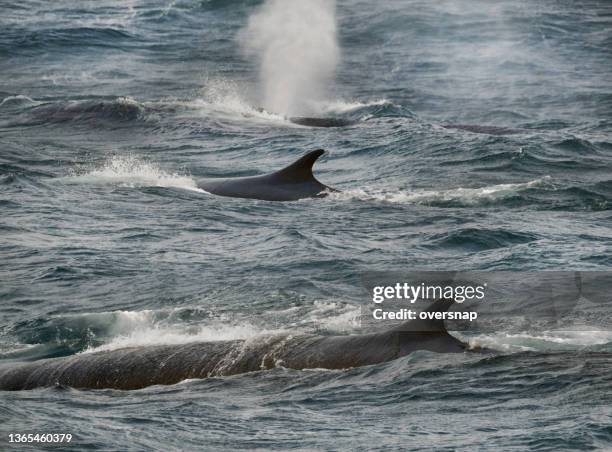 fin whales - drake passage stock pictures, royalty-free photos & images