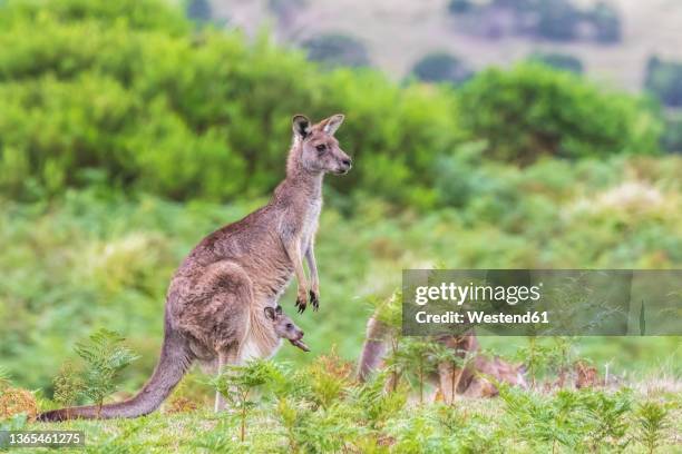 Kangaroop Eastern Grey Kangaroo Photos and Premium High Res Pictures - Getty Images
