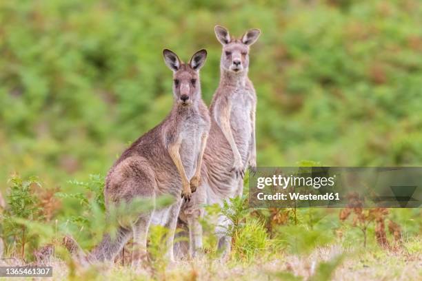 two eastern grey kangaroos (macropus giganteus) looking at camera while standing outdoors - grey kangaroo stock pictures, royalty-free photos & images