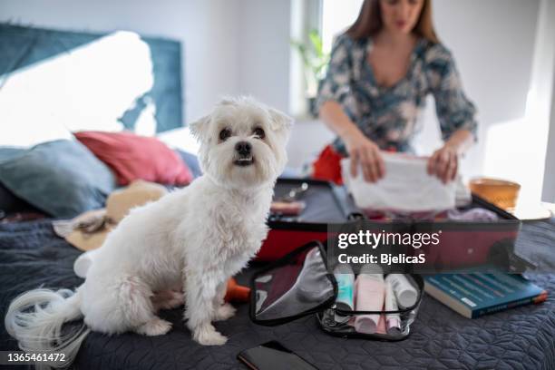 fare compagnia di cani al suo proprietario mentre sta preparando la valigia - toiletries foto e immagini stock