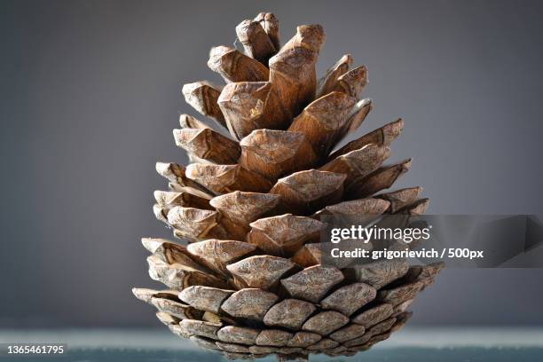 close-up of pine cone on table - koniferenzapfen stock-fotos und bilder